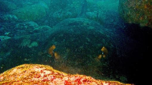 Cinco fantásticos momentos de la vida submarina de Canarias