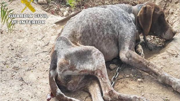 La Guardia Civil detiene a un hombre por dejar morir a su perro famélico y deshidratado atado a un árbol