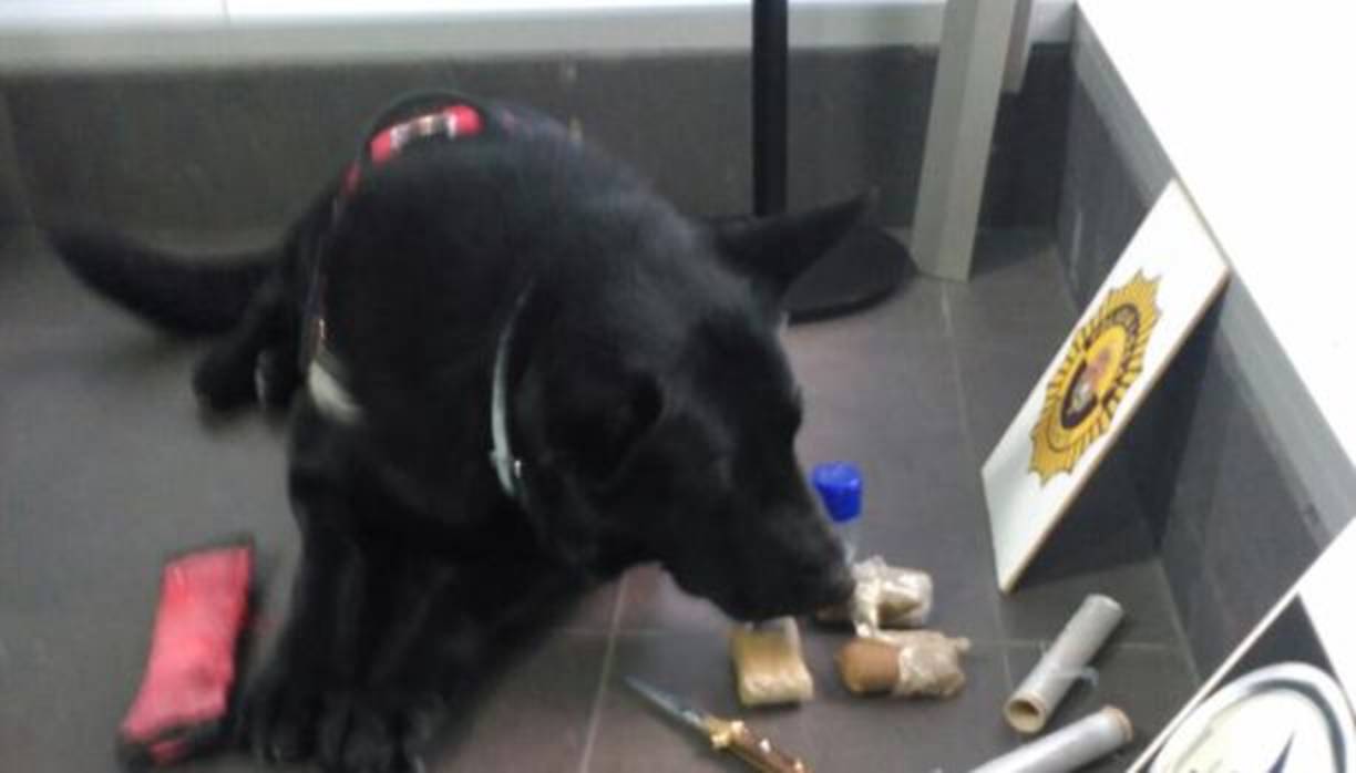 Imagen del perro que detectó la droga