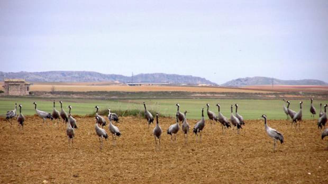 Grullas en la laguna de El Hito, en Cuenca