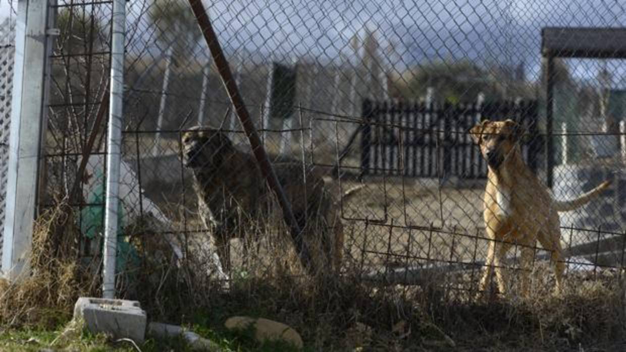 Imagen de archivo de la finca de El Molar donde hubo un ataque de perros en Madrid