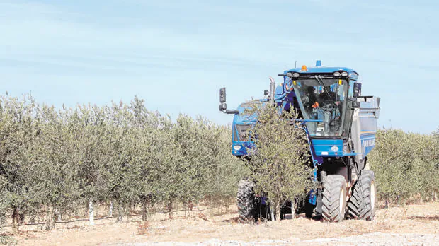 Vareadora trabajando en la recogida de la aceituna en un olivar de Valladolid