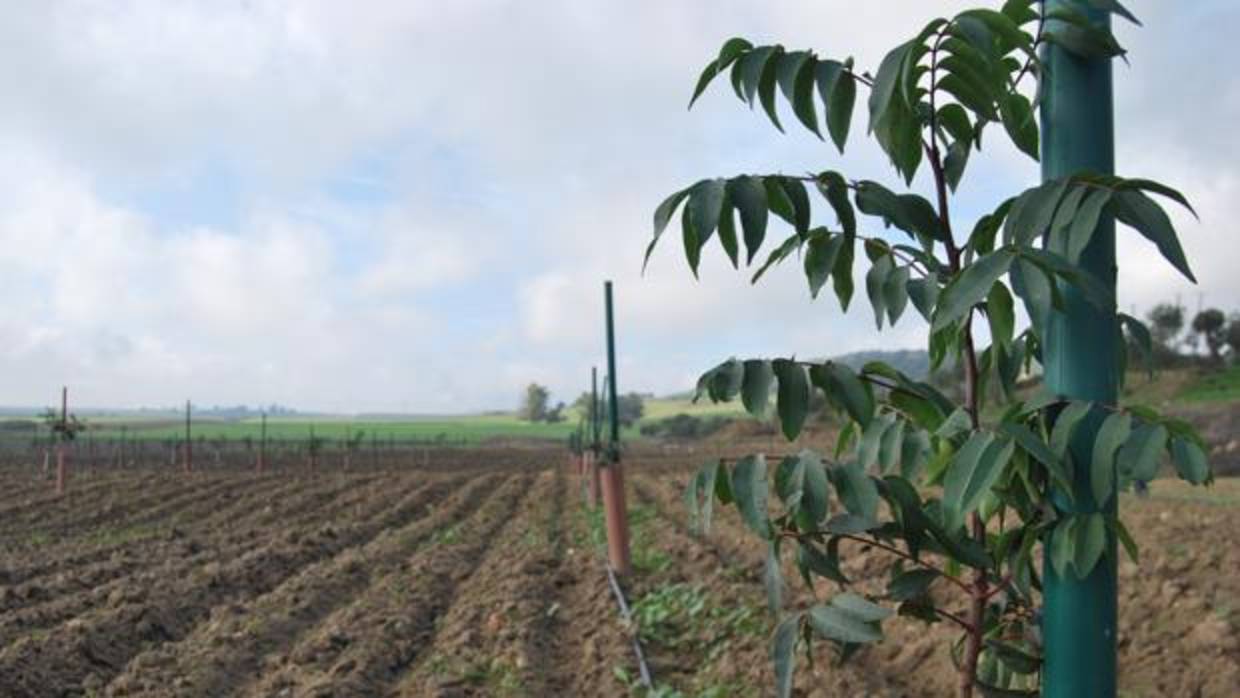 Plantación de pistachos