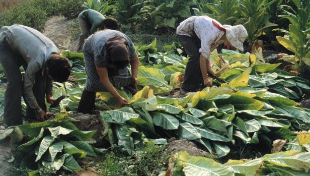 Ávila resiste como único punto de cultivo de tabaco en Castilla y León