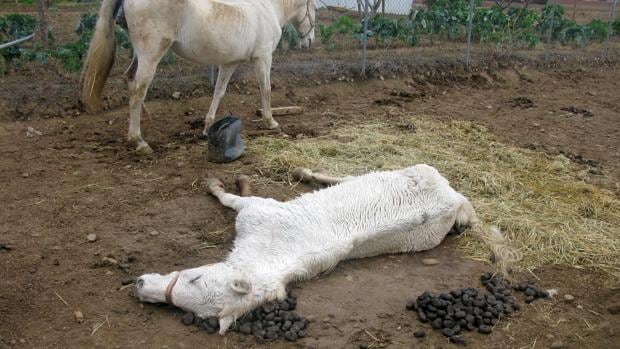 Investigan a una persona por la muerte de dos caballos en Cigales (Valladolid)