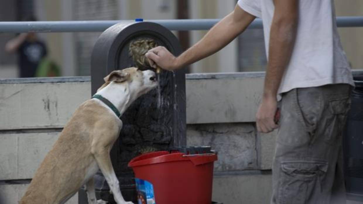 Una persona dando de beber a su mascota