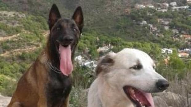 La historia de Nilo y Ossa, los dos perros que ayudan a niños autistas que han sido envenenados