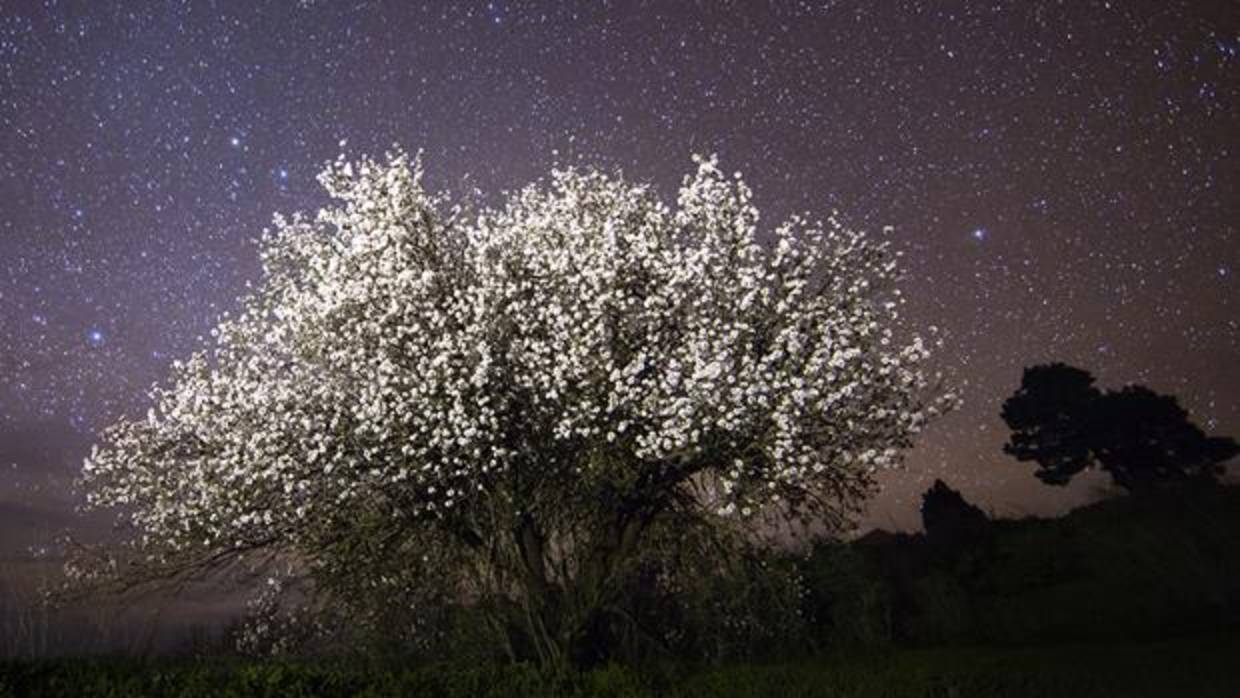 Almendro en Flor en el Teide, Tenerife