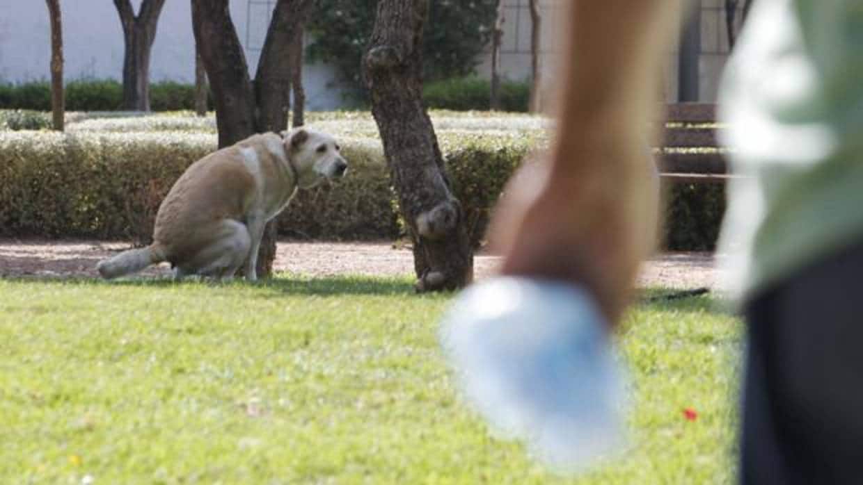 Imagen de archivo de un perro en un parque público y su dueño con la bolsa recoge-heces