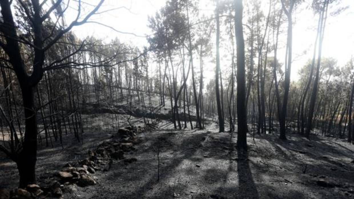 Monte quemado en la última ola de incendios en As Neves (Pontevedra)
