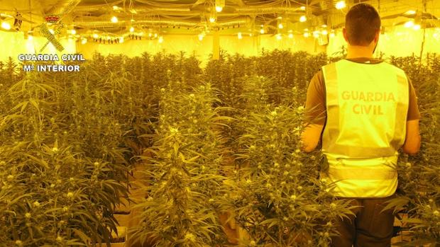 Intervienen 12.000 plantas de marihuana en Chiva, la mayor incautación en la provincia de Valencia