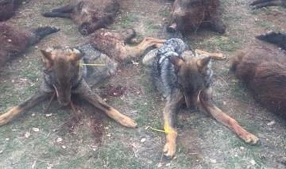 Hallan cuatro lobos muertos y uno moribundo por furtivismo en la provincia de Valladolid