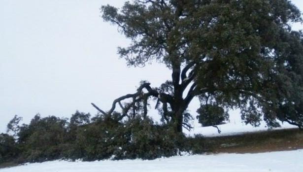 La nieve troncha una rama de una encina milenaria en Mota del Cuervo
