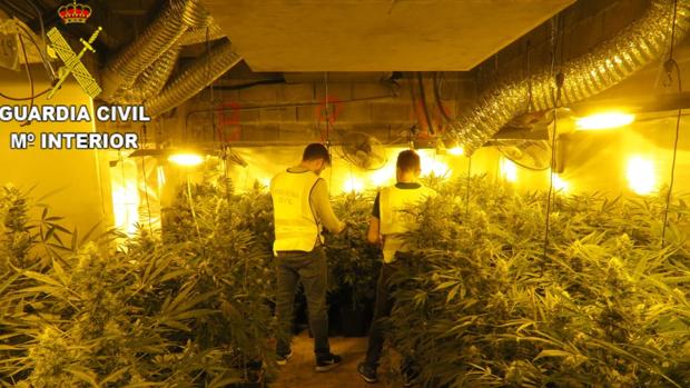 Una «selva» de marihuana: la Guardia Civil desmantela un cultivo de 2.000 plantas y detiene a un brasileño