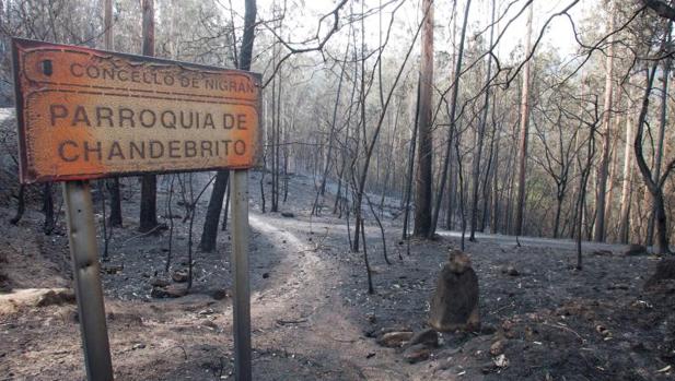 Las ayudas de la ola de incendios quedarán resueltas antes de julio