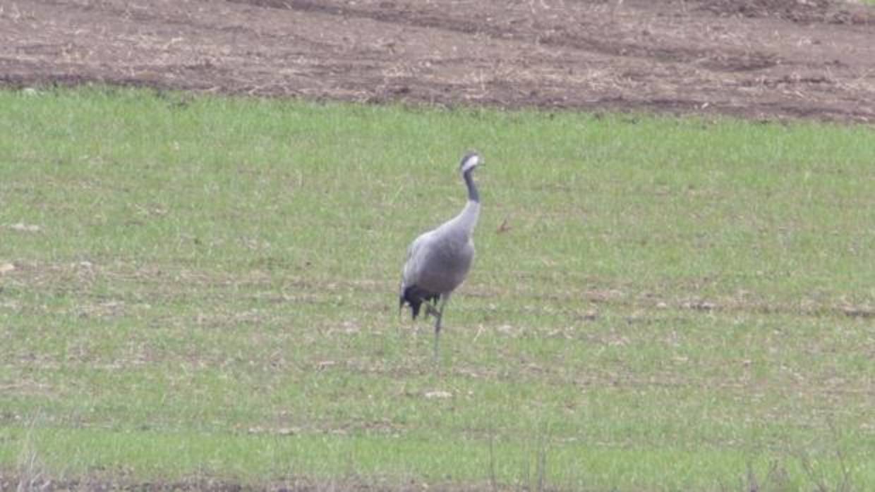 Ejemplar de grulla en el Parque Nacional de Las Tablas de Daimiel