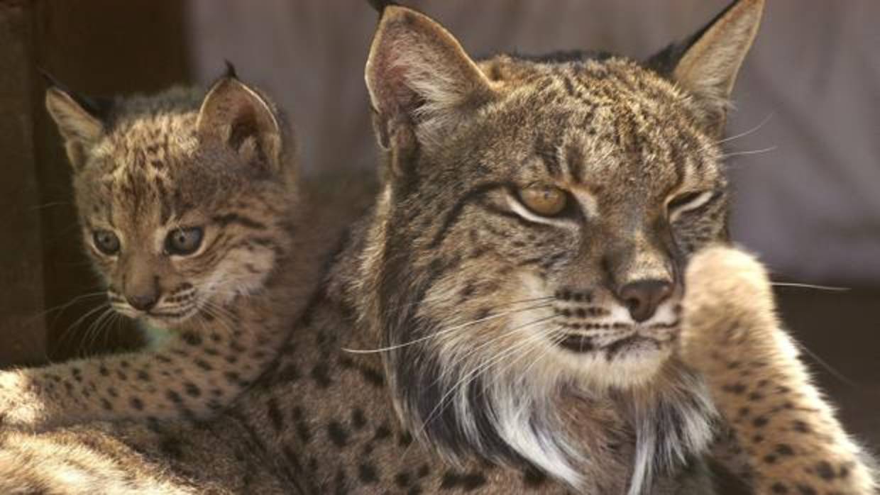 Una madre de lince, con uno de sus cachorros