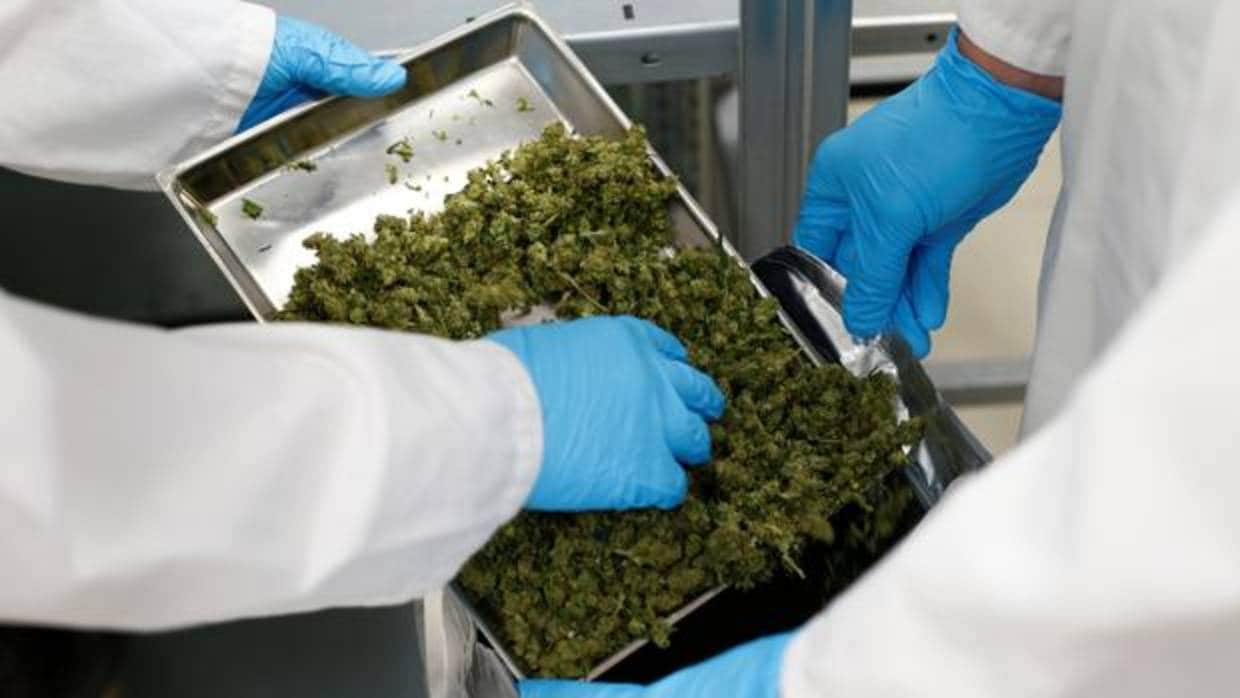 Empleados manipulan cannabis de un fabricante mundial de hierbas medicinales