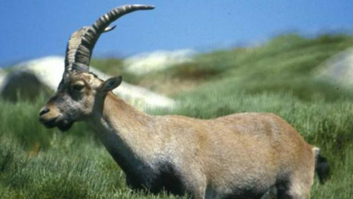 Ejemplar de cabra hispánica, en imagen de archivo