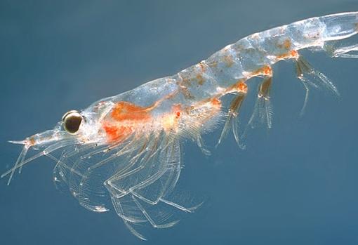 Un ejemplar de «krill», el alimento favorito de las ballenas