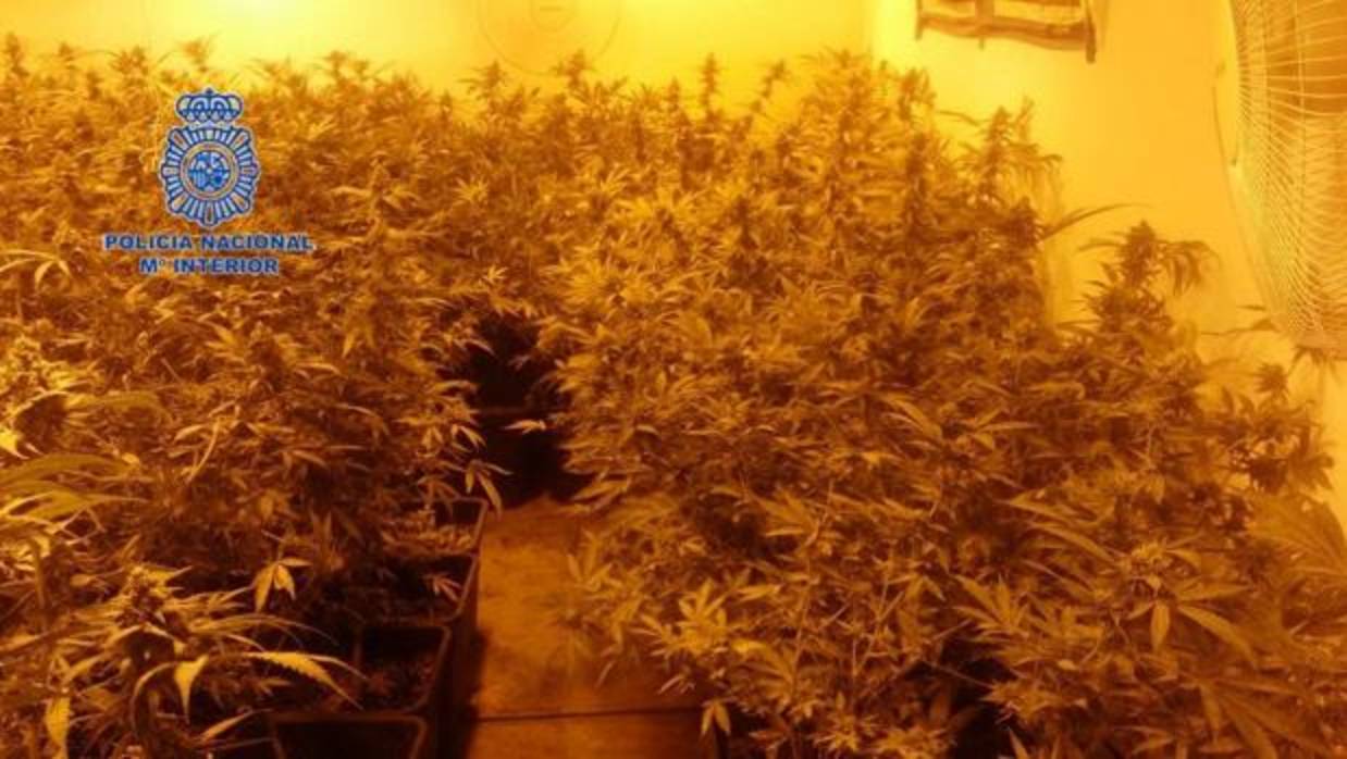Plantación indoor de marihuana en el domicilio del detenido por presuntos malos tratos en Elda