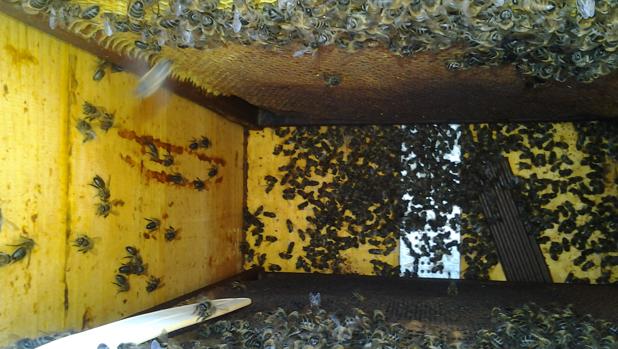 Detectan los primeros casos este año de envenenamiento de abejas por el uso de plaguicidas