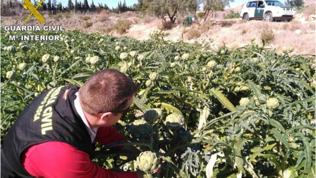 Imagen de las alcachofas del cultivo en el que robaron las detenidas