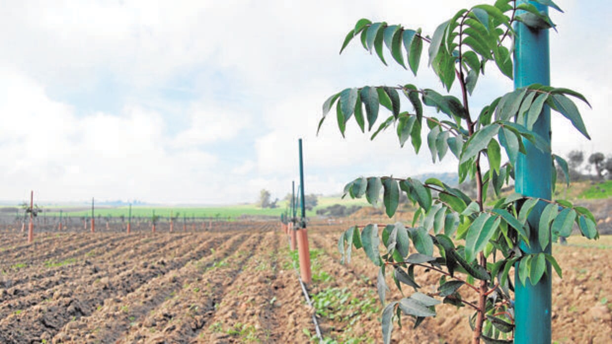 El Gobierno regional espera que este año se incrementen las hectáreas de pistacho
