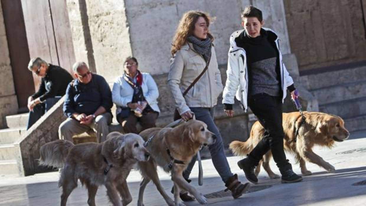 Dos jóvenes pasean a sus mascotas en el centro de Valencia