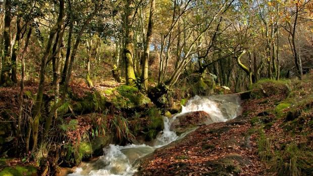 Un proyecto gallego, finalista en un concurso mundial de conservación ambiental