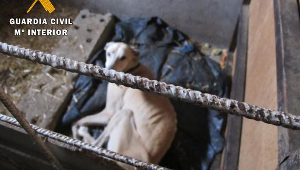 Rescatados cinco caballos y seis galgos que estaban en peligro de muerte en una finca de El Viso de San Juan