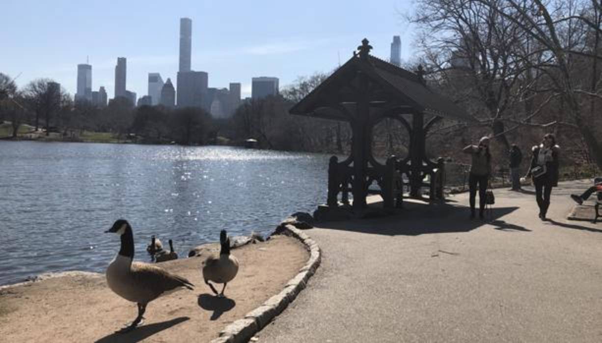 Patos en Central Park