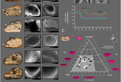 Análisis microscópicos y morfométricos realizados en dientes de fósiles del oso de cara corta.