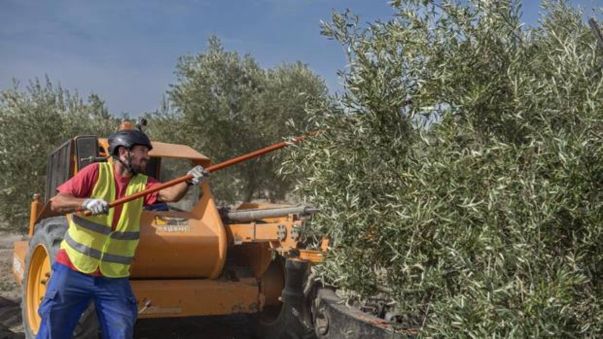 Joven olivarero trabajando en la recogida de aceituna