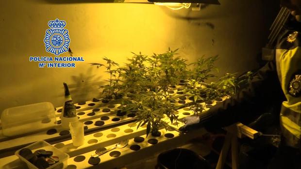 Desarticulada una organización criminal dedicada al cultivo, suministro y venta de droga en Valladolid