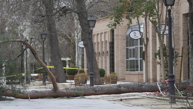 Muere un niño de 4 años aplastado por un árbol en El Retiro