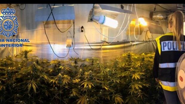 Un anónimo permite descubrir un cultivo con más de un centenar de plantas de marihuana en Dénia