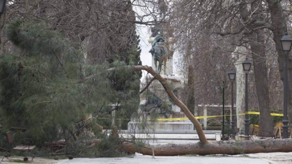 El árbol caído que mató al niño de cuatro años, en el parque de El Retiro