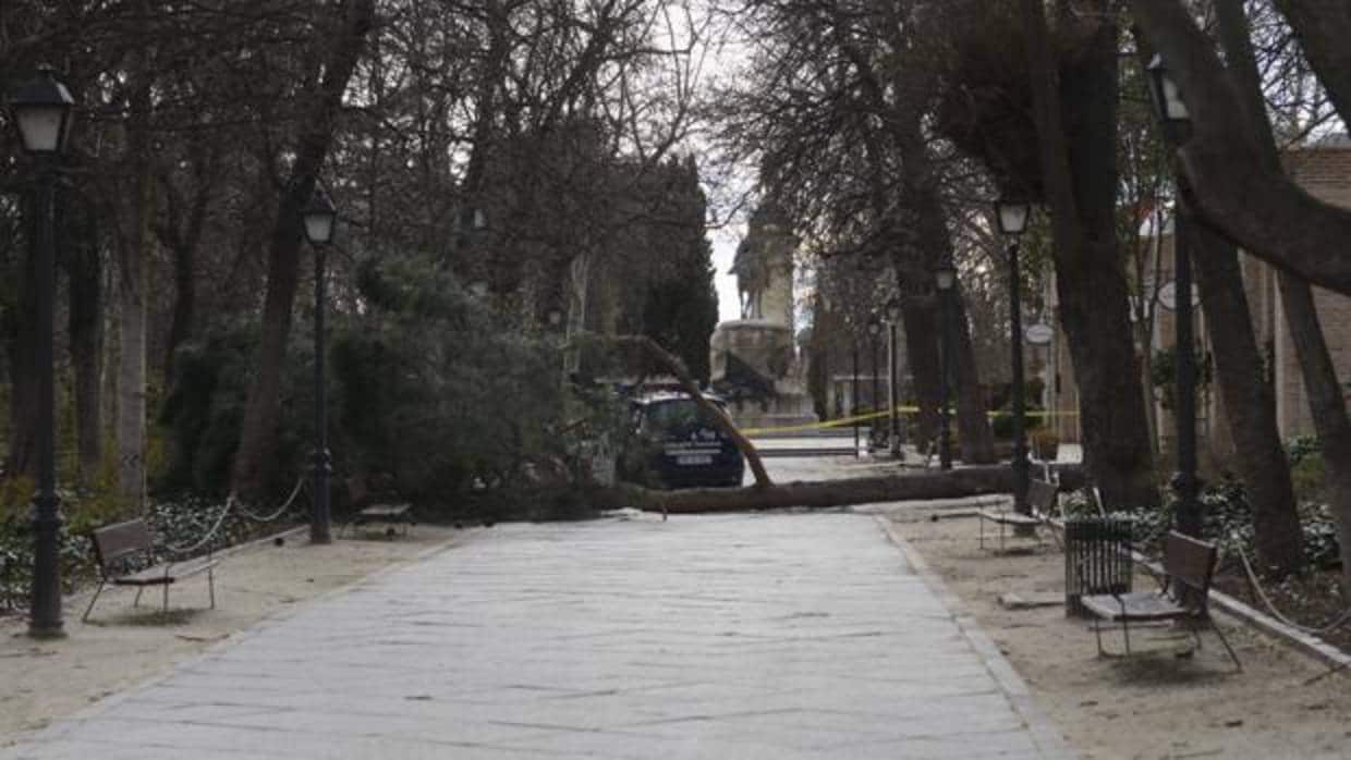 El árbol caído que aplastó a un niño en el parque de El Retiro