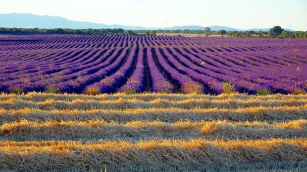 El Festival de la Lavanda de Brihuega, «referente» en Alemania