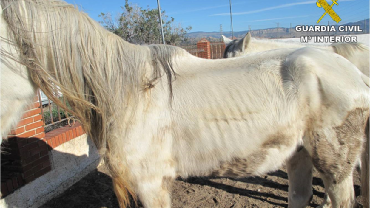 Imagen de los caballos desnutridos que la Guardia Civil ha encontrado en una finca de Mutxamel