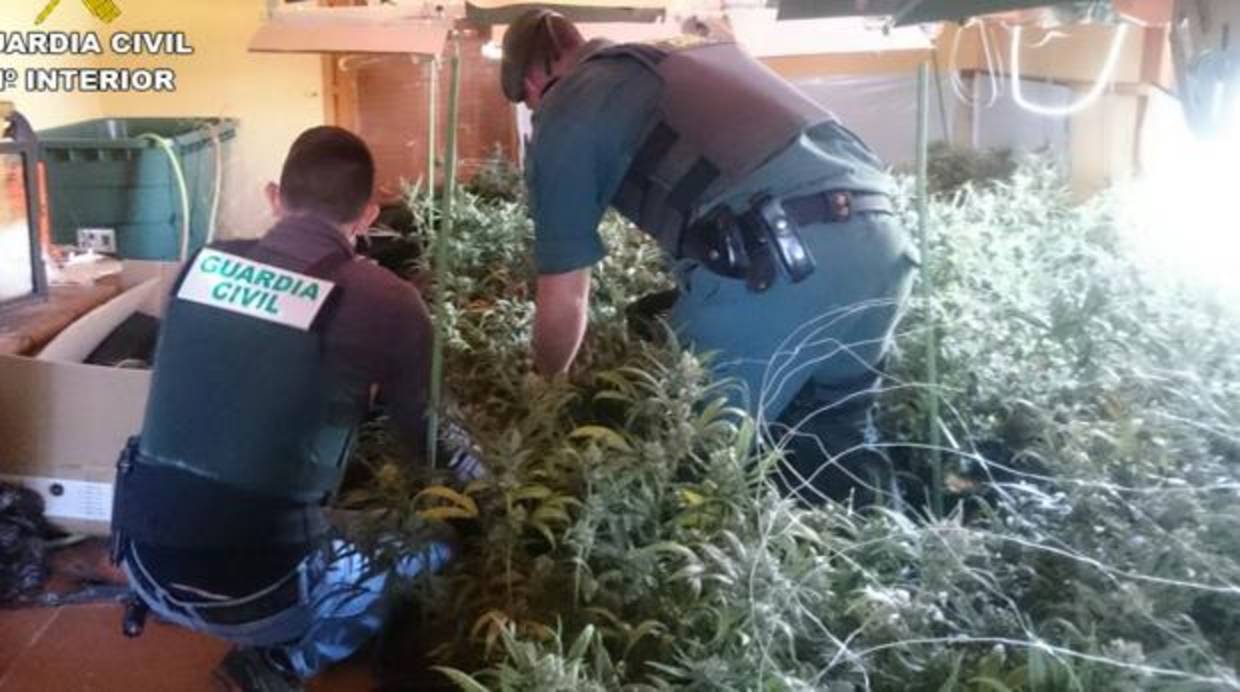 Dos agentes inspeccionando el cultivo de marihuana desmantelado en Pedreguer