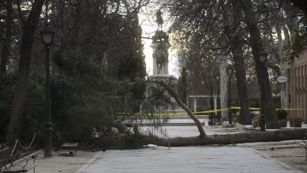 El Retiro reabre el sábado tras quince días cerrado por la caída de árboles