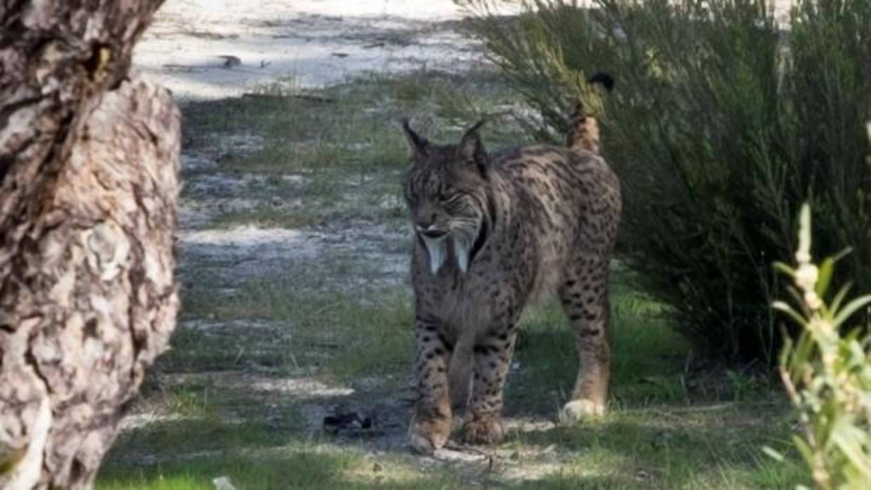 Una hembra de lince ibérico en el parque de Doñana