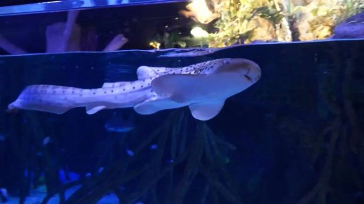 Vídeo: te presentamos a Udra, el gracioso tiburón cebra nacido en un acuario español