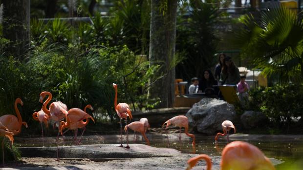 El PDECat critica la «desidia» y la «falta de modelo» de Colau para el Zoo de Barcelona