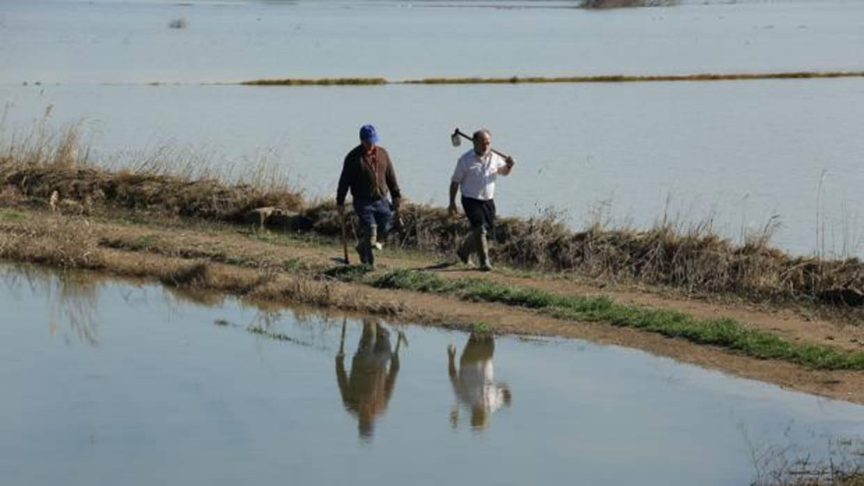 La crecida del Ebro ha vuelto a inundar campos en varios municipios zaragozanos