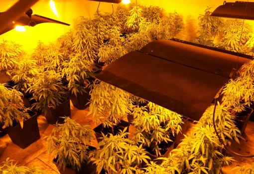 Desmantelados dos laboratorios clandestinos de cultivo de marihuana con 550 plantas