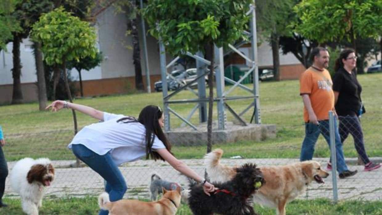 Una joven pasea a sus perros en un parque