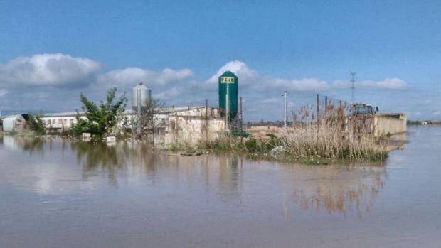 Los bomberos llevan agua y comida a mil cerdos atrapados en la riada del Ebro